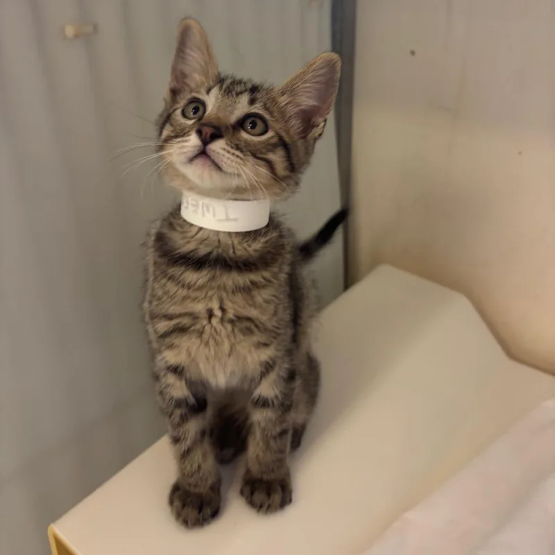 A baby small-sized male Calico Domestic Short Hair cat named Tweedle for adoption in Santa Barbara, CA