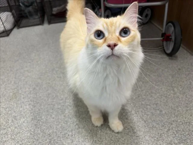 Simba