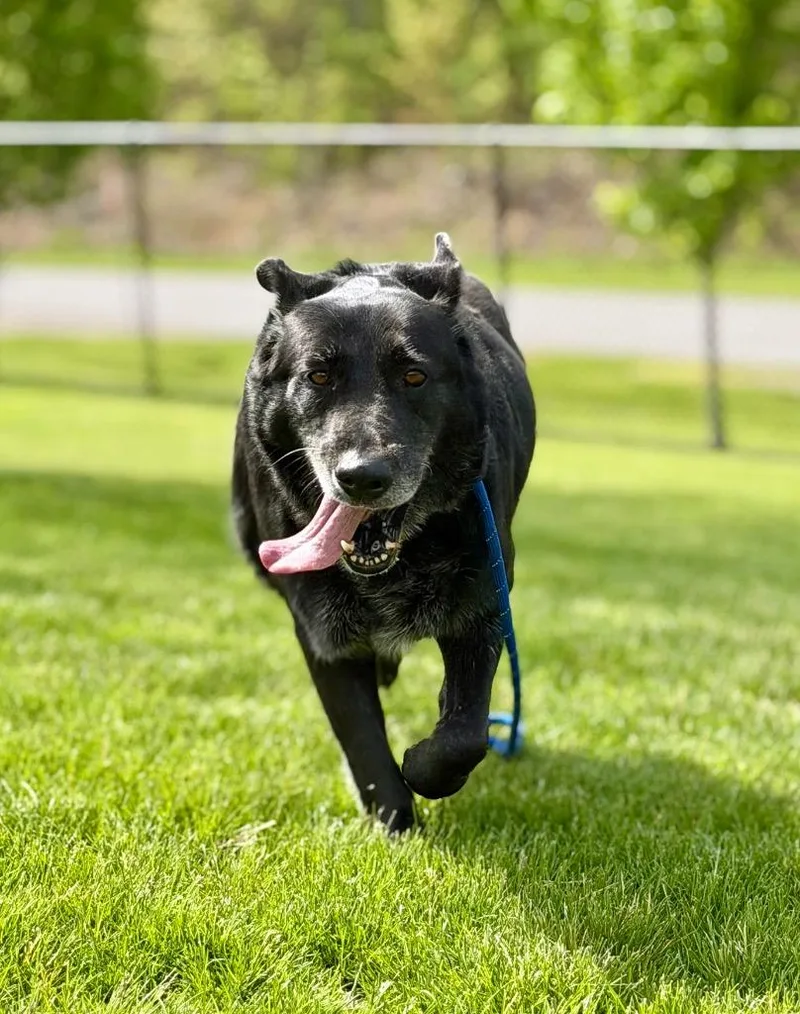 An adult medium-sized female Labrador Retriever dog named Billie for adoption in Wintersville, OH