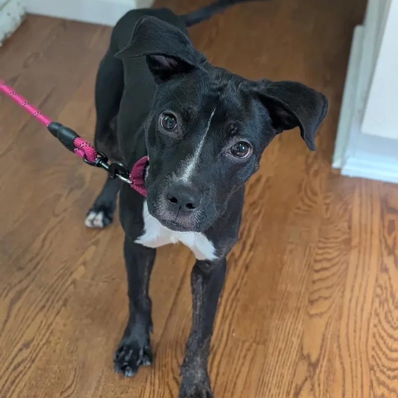 Matilda