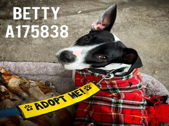 A young medium-sized female Pit Bull Terrier dog named Betty for adoption in Tulsa, OK