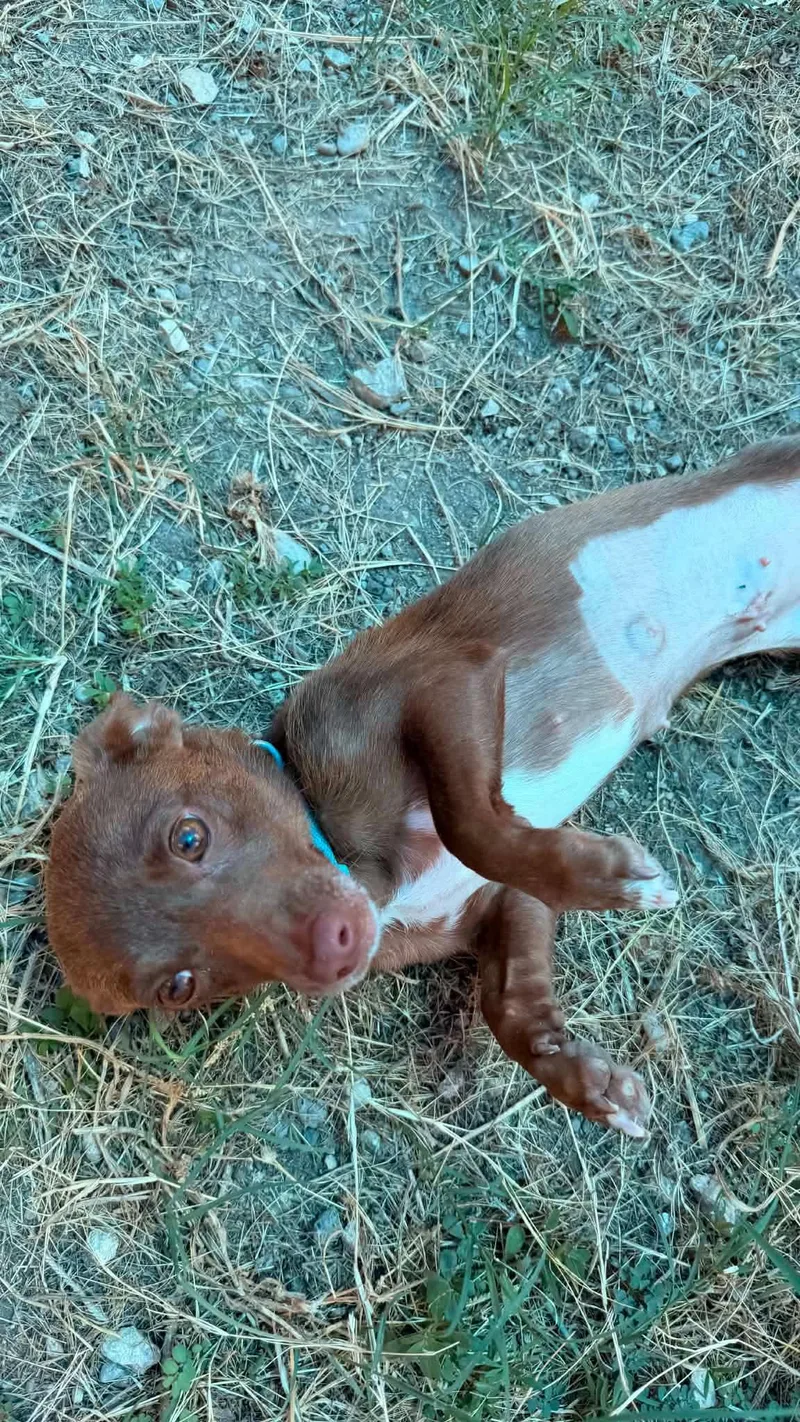 A young small-sized female Chihuahua dog named Mocha for adoption in Elkhorn, WI