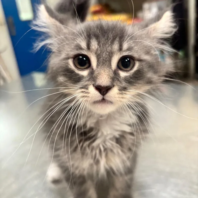 A baby small-sized male Gray / Blue / Silver Domestic Long Hair cat named Kimchi C for adoption in Napoleon, OH