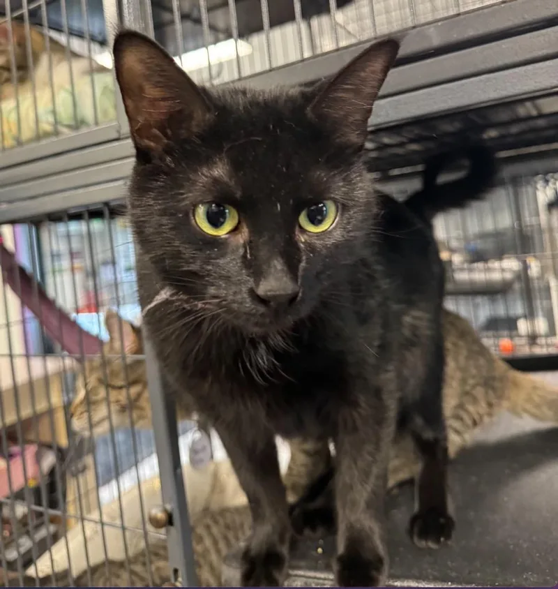 An adult medium-sized female Domestic Short Hair cat named Andrea for adoption in Saginaw, MI