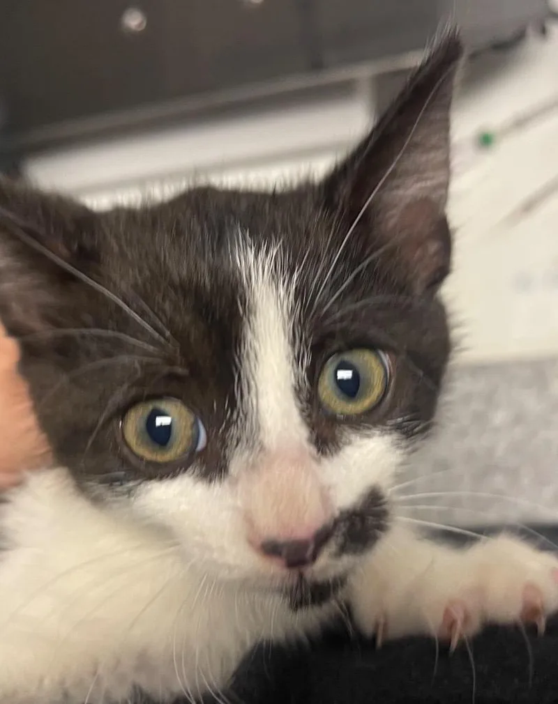 A baby small-sized female Domestic Short Hair cat named Ashlyn for adoption in Henderson, NC
