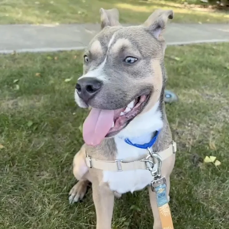 A young medium-sized male Mixed Breed dog named Graham for adoption in Hinsdale, IL