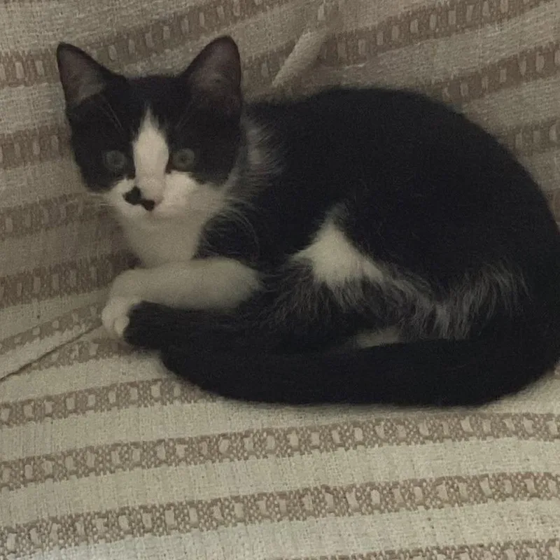 A baby small-sized female Black Domestic Short Hair cat named Wednesday for adoption in Columbia Station, OH