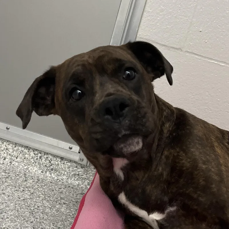 An adult medium-sized female Brindle Pit Bull Terrier dog named Tweetie for adoption in Fort Wayne, IN