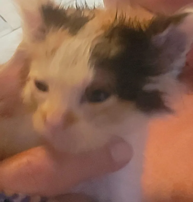 A baby small-sized female Domestic Short Hair cat named Willow for adoption in Princeton, IN