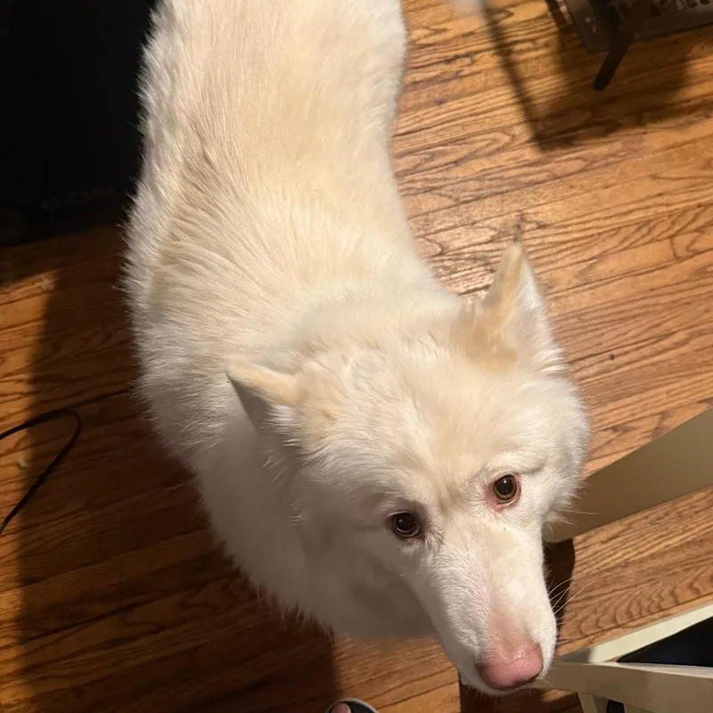 An adult small-sized female White / Cream Alaskan Malamute dog named Paris  Home To for adoption in South Elgin, IL