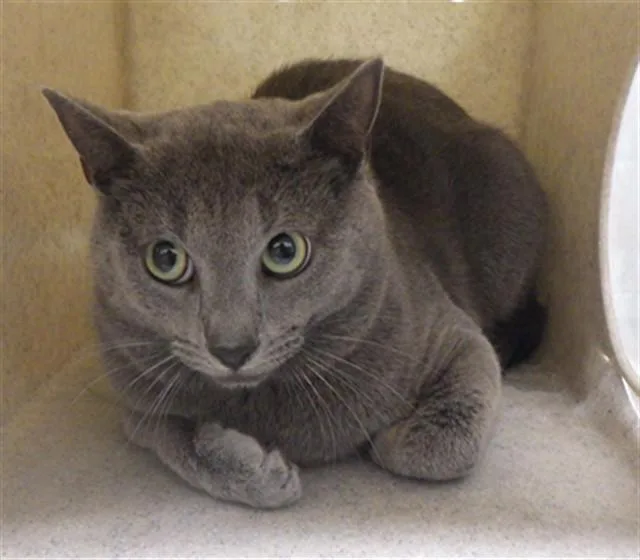 A young medium-sized male Domestic Short Hair cat named Jermaine for adoption in Augusta, GA
