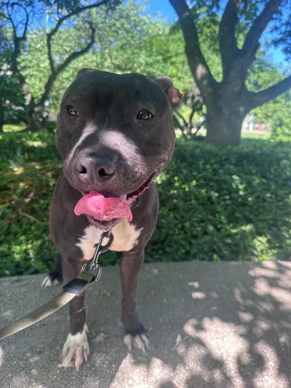 An adult large-sized female Black Mixed Breed dog named Karen for adoption in Cincinnati, OH
