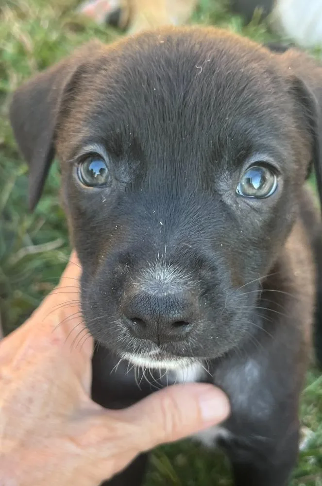 A baby medium-sized male Black Australian Shepherd dog named Inky for adoption in Troy, MO