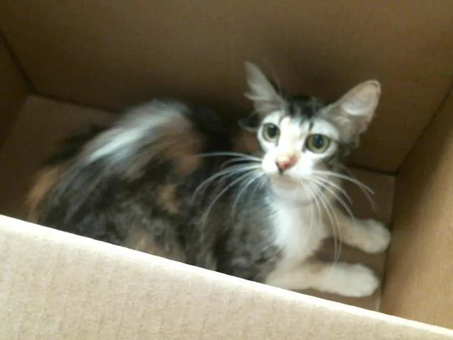 A young small-sized female Domestic Short Hair cat named Emily for adoption in Houston, TX