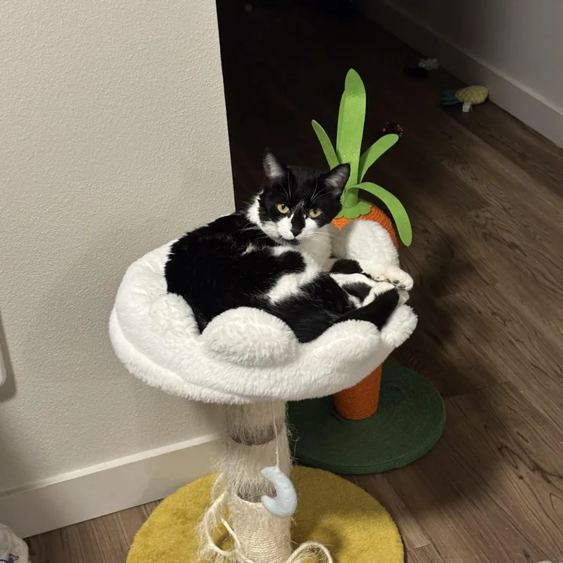 A young medium-sized female Black & White / Tuxedo Domestic Short Hair cat named Sunflower Bonded To Bubba for adoption in Portland, OR
