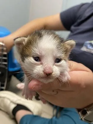 A baby small-sized female Domestic Short Hair cat named Cinnabon for adoption in Daytona Beach, FL