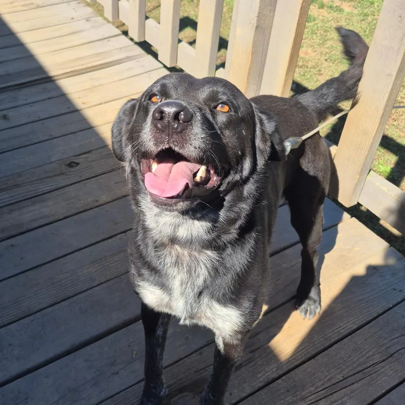 An adult small-sized male Australian Cattle Dog / Blue Heeler dog named Cyrus for adoption in Rossville, GA
