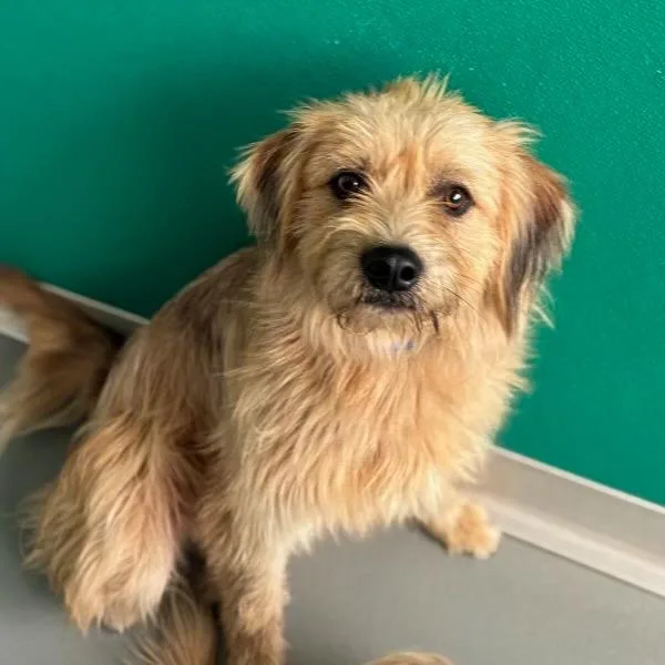 An adult medium-sized male Terrier dog named Uncle Crumb for adoption in Point Richmond, CA