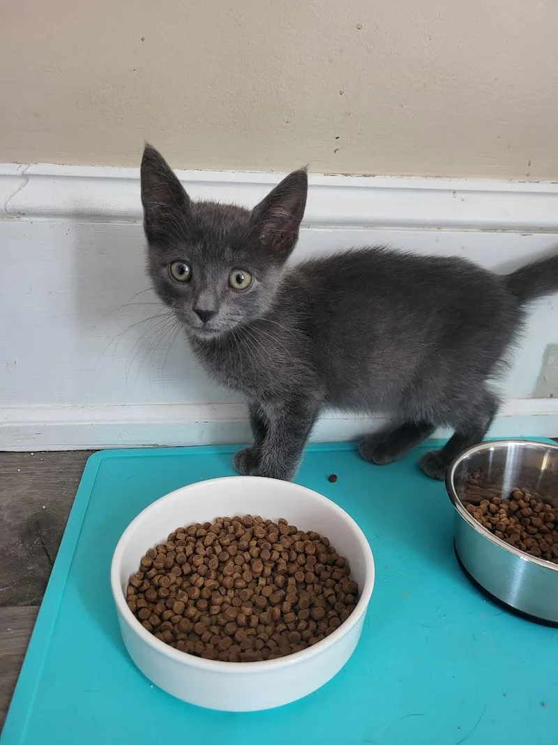 A baby medium-sized male Gray / Blue / Silver Russian Blue cat named Nimbus for adoption in Allentown, PA