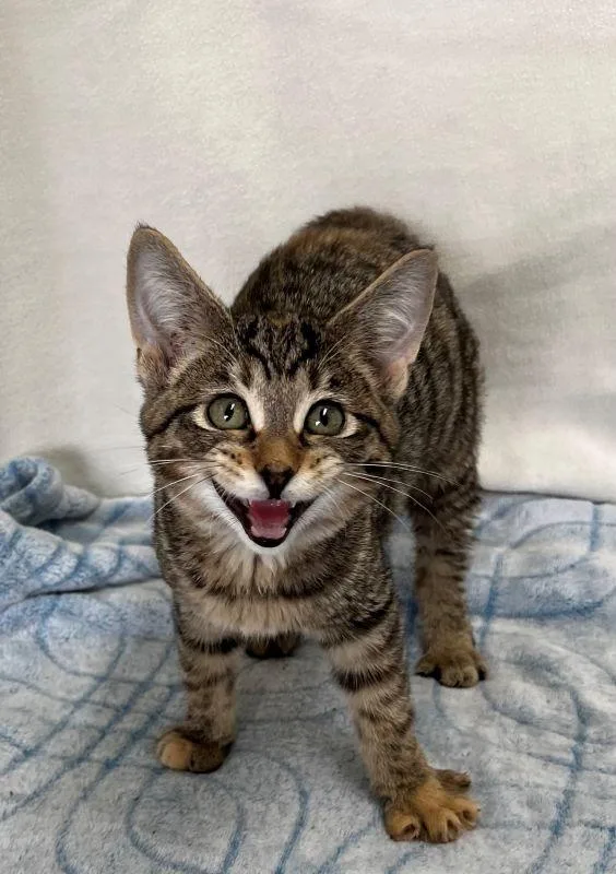 A baby medium-sized female Domestic Short Hair cat named Jemma for adoption in Genoa, IL