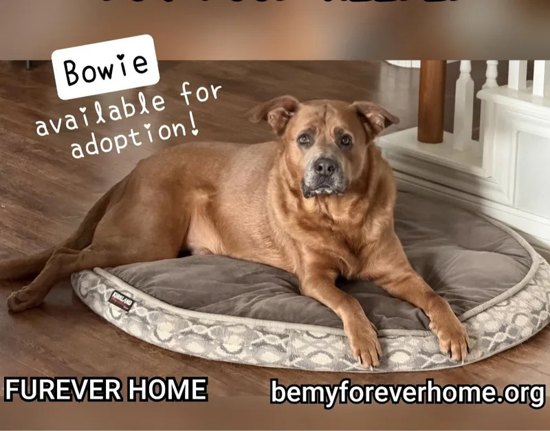 Bowie