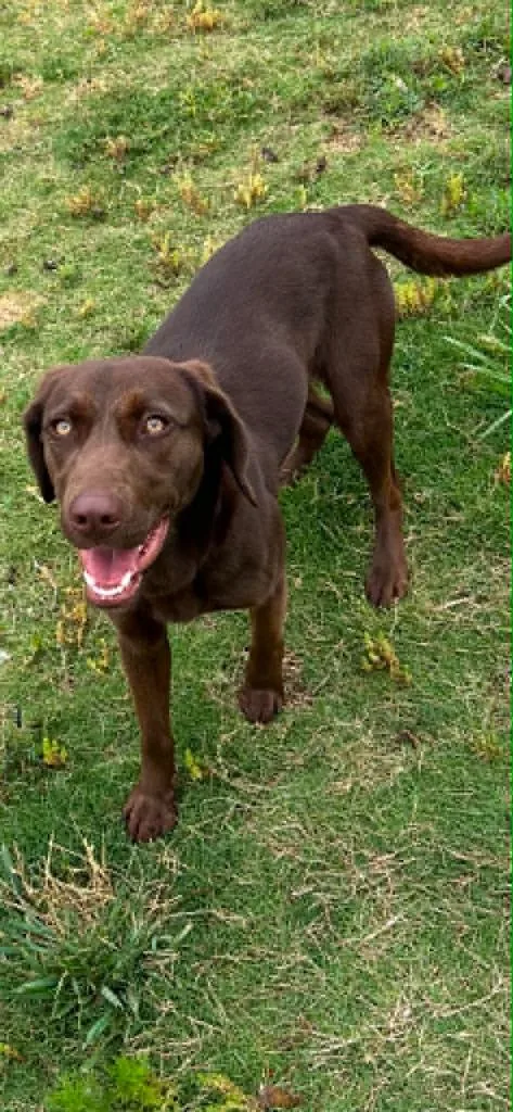 A baby medium-sized female Labrador Retriever dog named Luna for adoption in East Ridge, TN