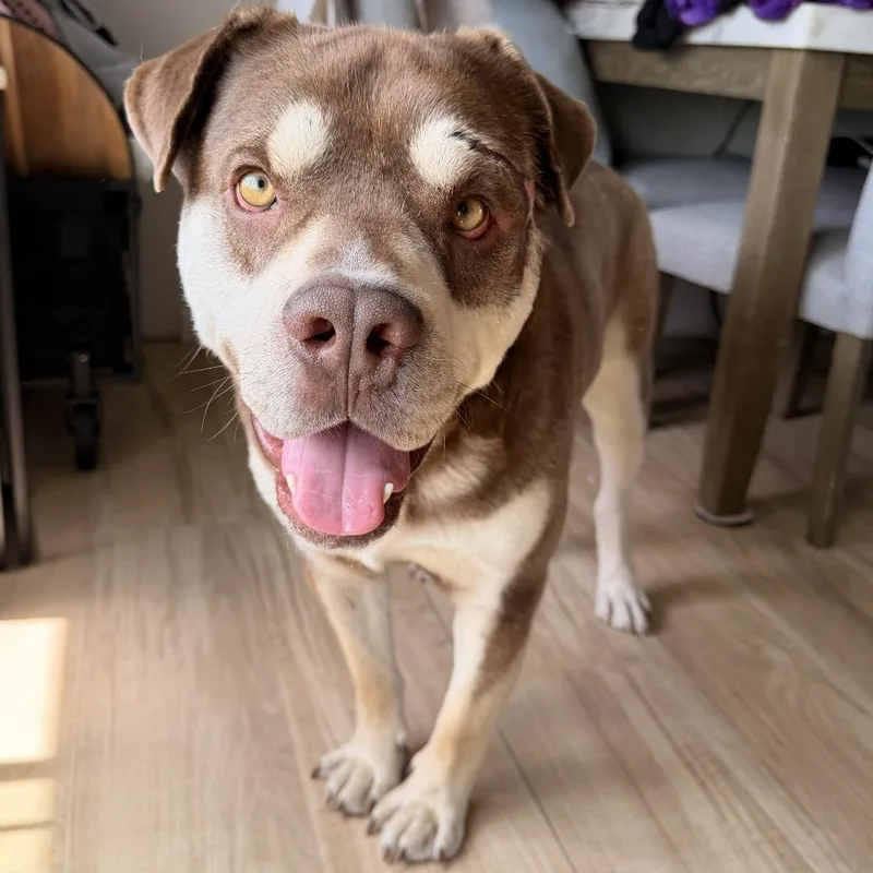 An adult large-sized male Brown / Chocolate American Staffordshire Terrier dog named Gerald for adoption in Buffalo, MN