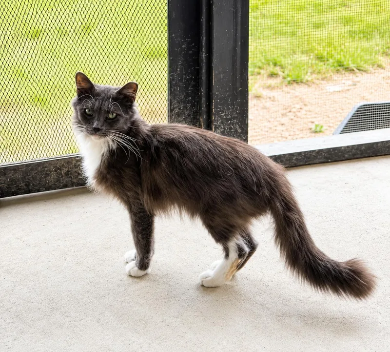 An adult medium-sized female Gray & White Domestic Long Hair cat named Margie for adoption in Greensboro, NC