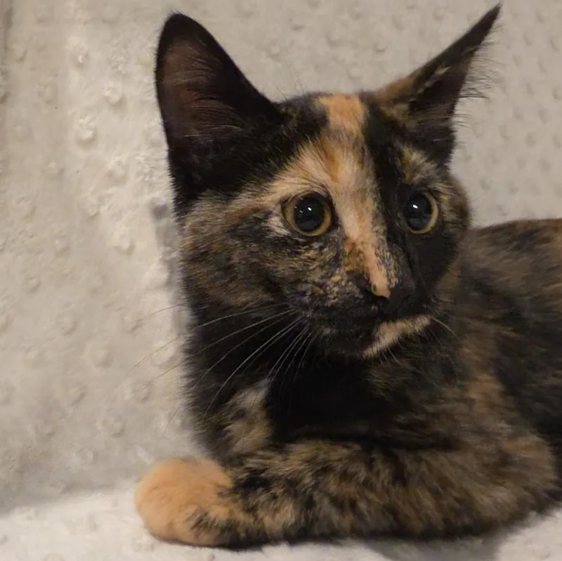 A baby medium-sized female Tortoiseshell Domestic Short Hair cat named Cinder for adoption in Saint Paul, MN