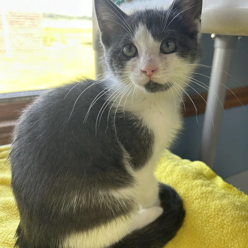 A young medium-sized female Domestic Short Hair cat named Huron for adoption in St. Clair, MI