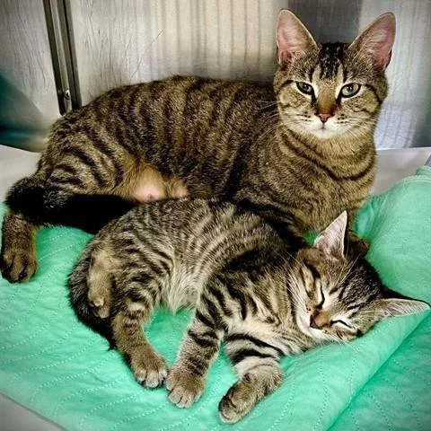 An adult medium-sized female Tabby (Brown / Chocolate) Domestic Short Hair cat named Chassis for adoption in Columbia, MD