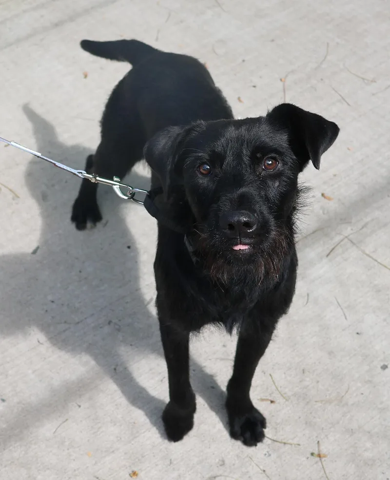 A young medium-sized male Black Standard Schnauzer dog named David for adoption in Harrison, NY