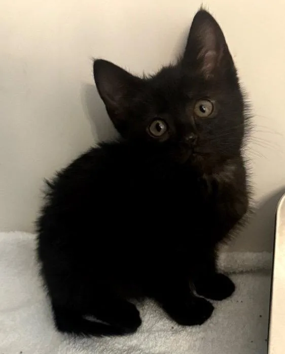 A baby medium-sized female Domestic Short Hair cat named Bebe for adoption in Buford, GA