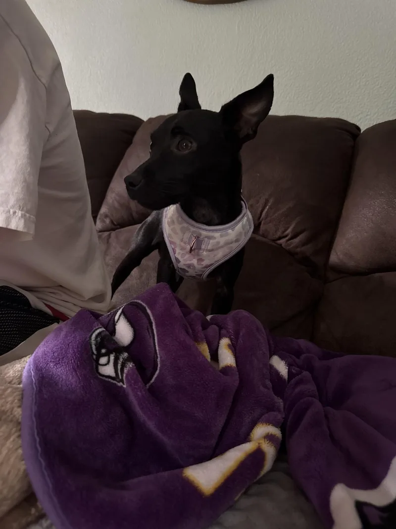 A young small-sized female Mixed Breed dog named Moochi for adoption in Sioux Falls, SD