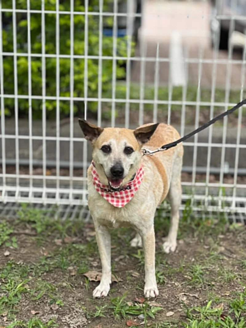 A young medium-sized female Apricot / Beige Australian Cattle Dog / Blue Heeler dog named Orange for adoption in San Mateo, CA
