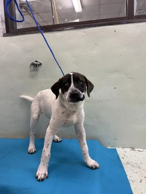 A baby small-sized male Staffordshire Bull Terrier dog named Mack for adoption in Houston, TX