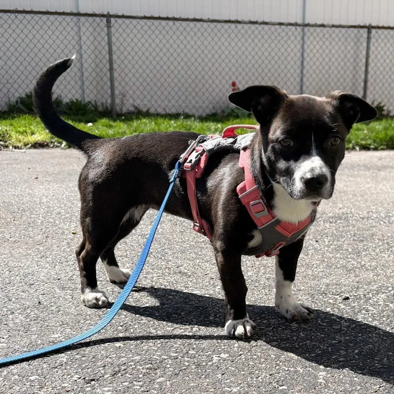 A baby small-sized female Mixed Breed dog named Sunday for adoption in Toledo, OH