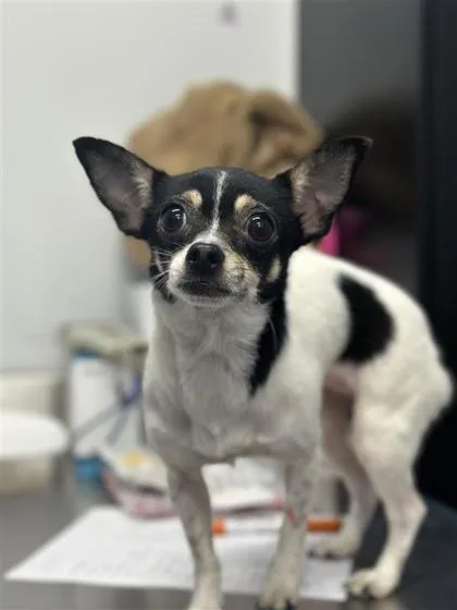 An adult small-sized female Mixed Breed dog named Sol for adoption in West Chester, PA