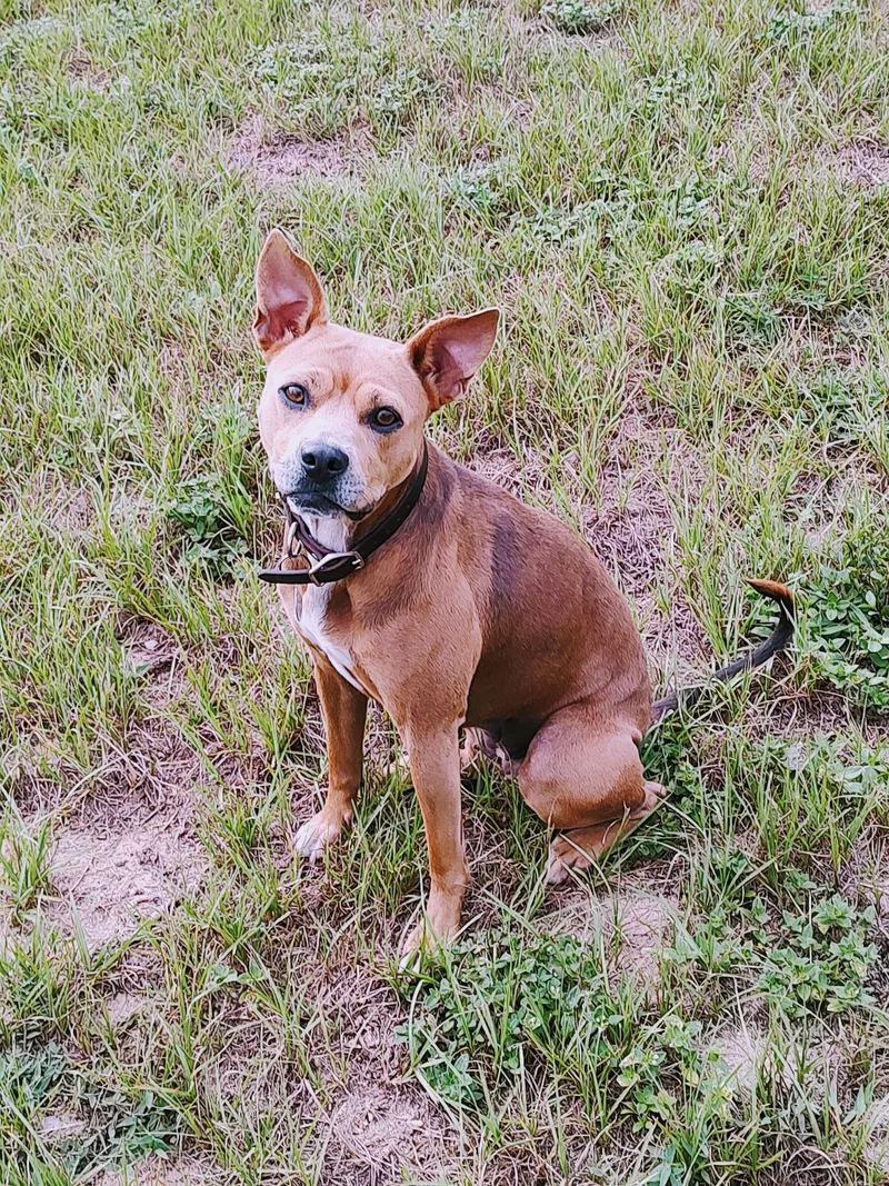 An adult medium-sized female Bicolor Boxer dog named Abby for adoption in Eustis, FL