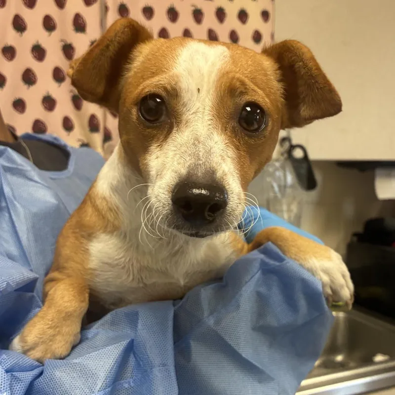An adult small-sized female Brown / Chocolate Chihuahua dog named Lil Baby for adoption in San Antonio, TX