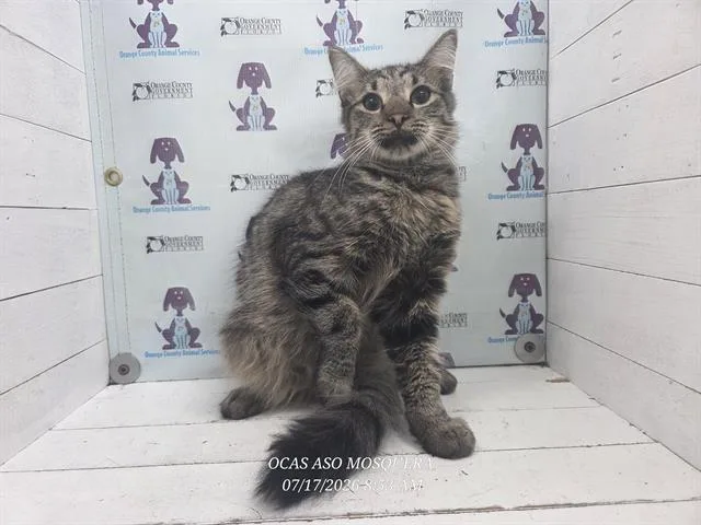 A young medium-sized male Domestic Medium Hair cat named A for adoption in Orlando, FL