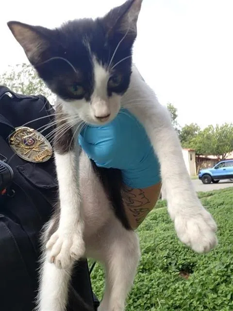 A baby small-sized female Domestic Short Hair cat named Sammy for adoption in San Antonio, TX