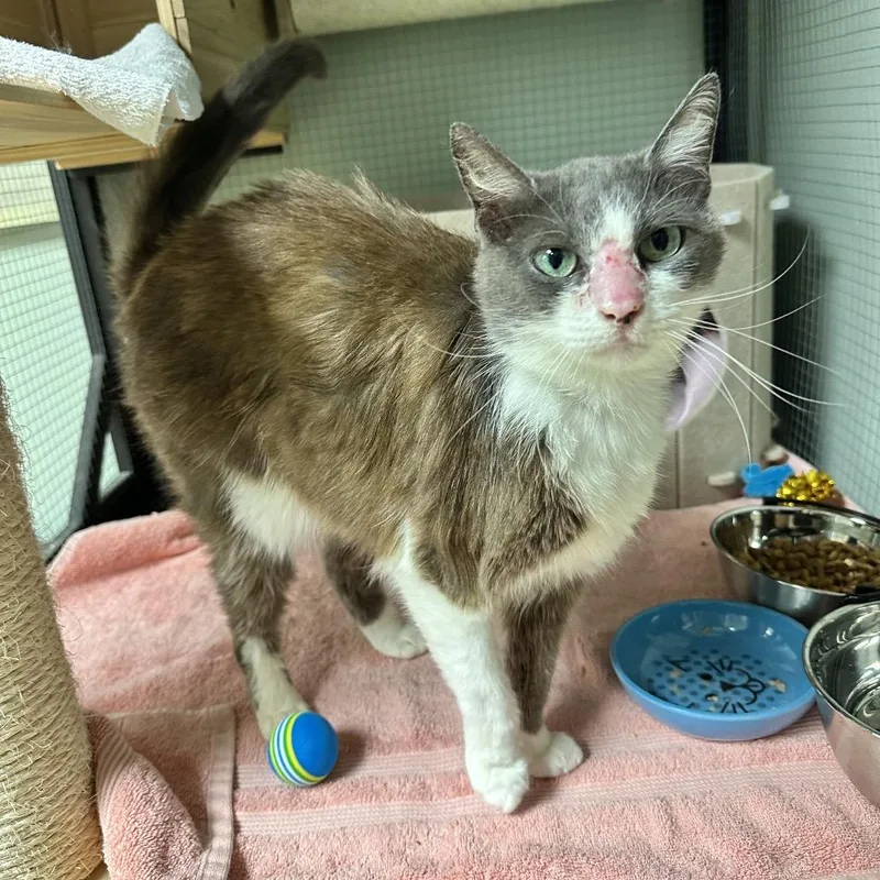 A senior medium-sized female Gray / Blue / Silver Domestic Short Hair cat named Mimi for adoption in North Port, FL
