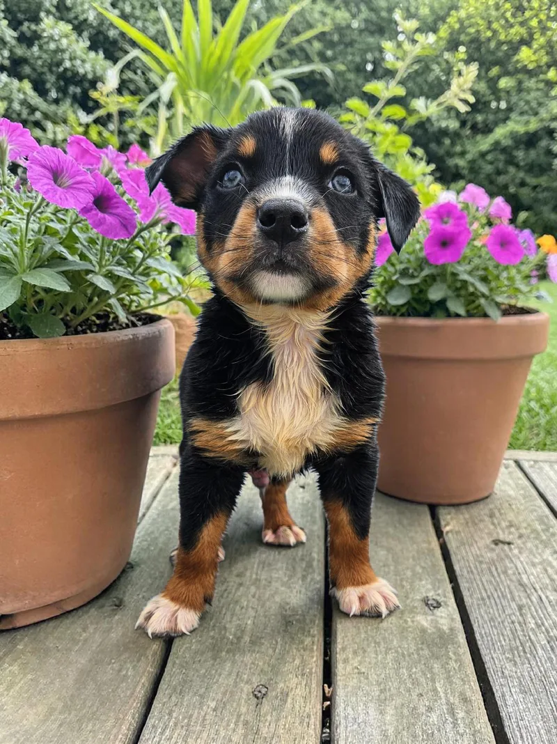 A baby medium-sized male Australian Cattle Dog / Blue Heeler dog named Kennedy for adoption in McKinney, TX