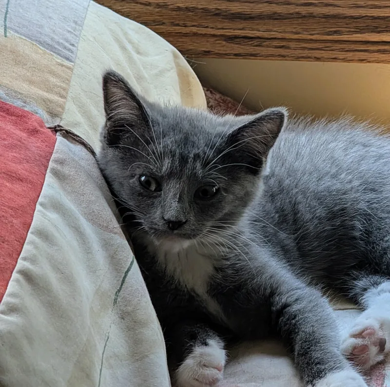 A young small-sized female Domestic Short Hair cat named Martini Millie and for adoption in Morgantown, WV