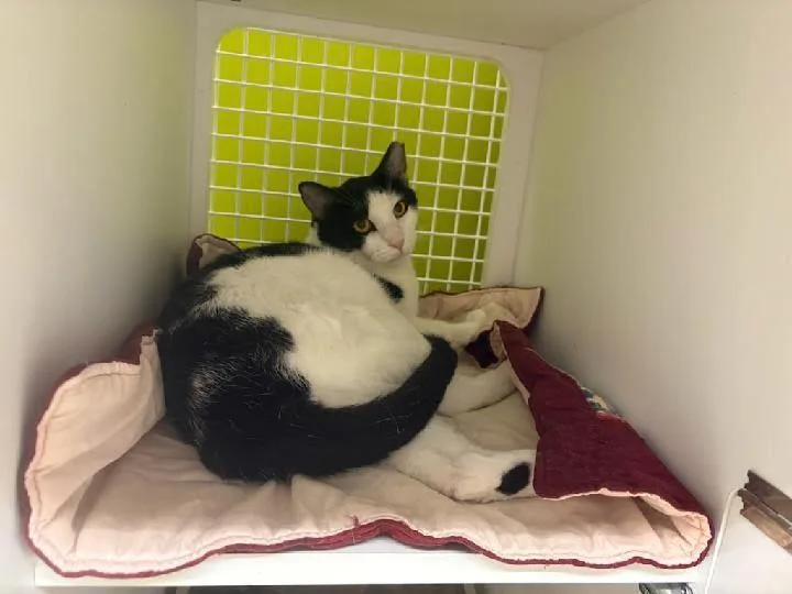 An adult medium-sized male Black & White / Tuxedo Domestic Short Hair cat named Cooper for adoption in Mound, MN