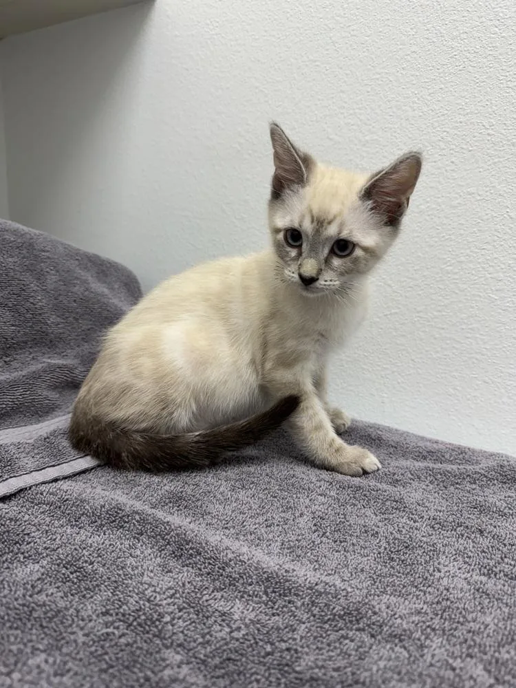 A baby small-sized male Domestic Short Hair cat named Oliver for adoption in Wellington, FL
