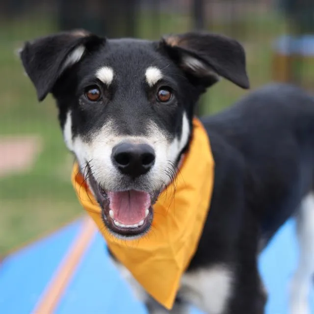 A young medium-sized male Shepherd dog named Mo for adoption in San Antonio, TX