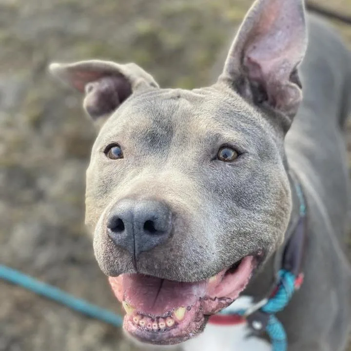 A senior medium-sized female Gray / Blue / Silver Pit Bull Terrier dog named Hazel for adoption in Vineland, NJ