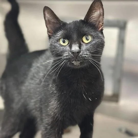 A young medium-sized female Black Domestic Short Hair cat named Cordelia for adoption in Matteson, IL
